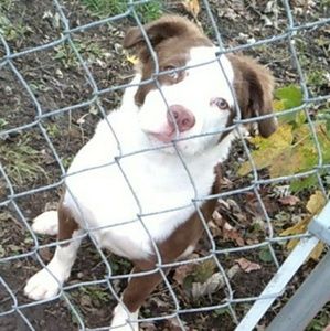 Meet your Posher, Daisy